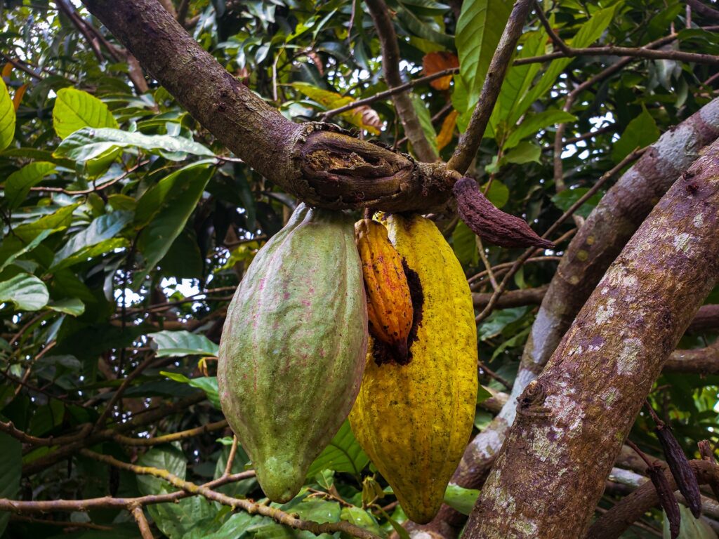 cacao pods on tree