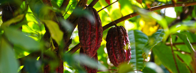 cacao agroforestry blog cover