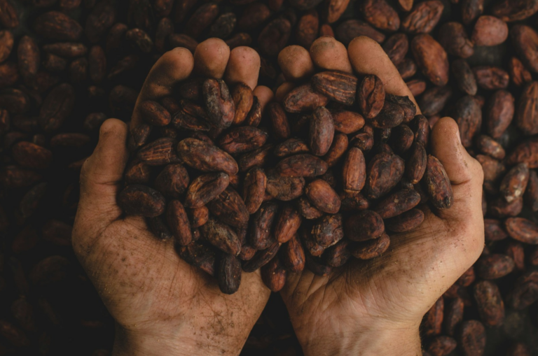 Cacao worker's hands holding cacao nibs